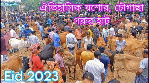 আজ ১৫ মে ২০২৩ কুরবানির উপযোগী বড়ো বড়ো ষাঁড় গরুর দাম জানুন যশোর