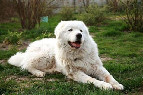 【kuvasz】 ⋆ Fotos Historia Caracteristicas Salud Y Cuidados