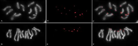 Sex Chromosomes In Mitotic And Polytene Tissues Of Anastrepha