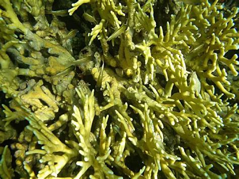 Hydrozoa - New World Encyclopedia
