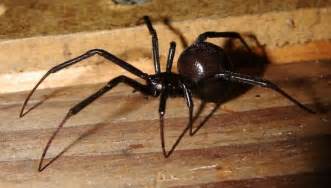 Western Black Widow Spider Latrodectus Hesperus Bugguidenet