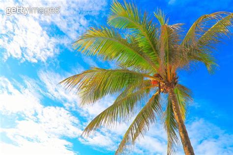 Polynesian Tropical Relax Under Shadow Of Palm Trees Foliage Hawaii