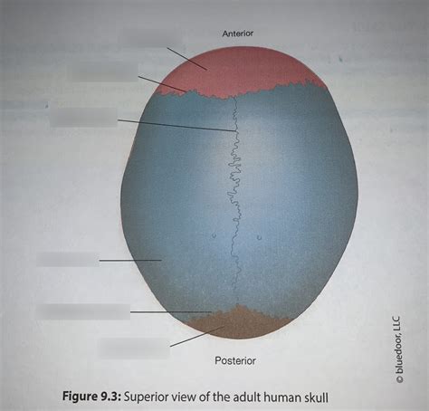 Ex 9 Superior View Of Adult Skull Diagram Quizlet