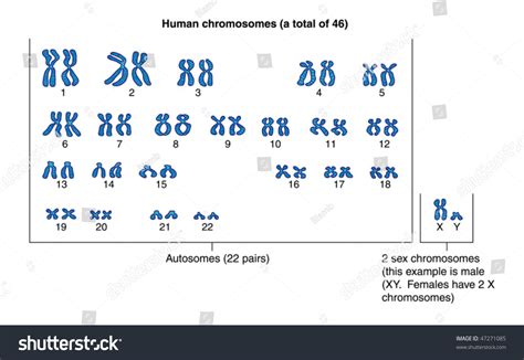 Human Chromosomes Labeled Stock Vector (Royalty Free) 47271085 ...