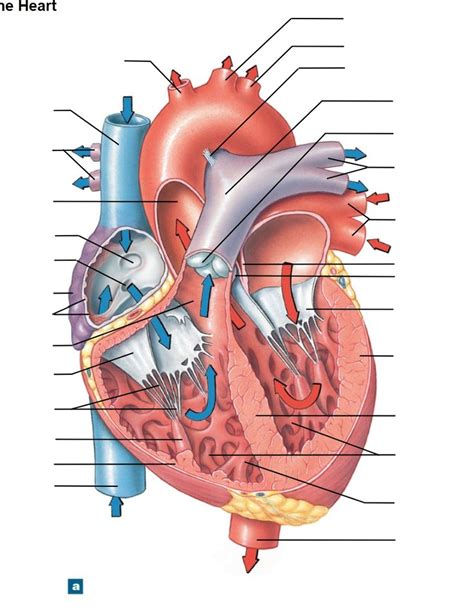 Sectional Anatomy Of Heart Diagram Quizlet