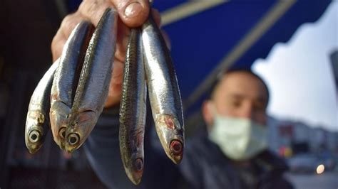 Batı Karadeniz de hamsi avcılığı yavaşladı tezgaha fiyat artışı yansıdı