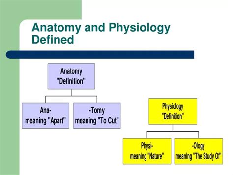 anatomy  physiology defined powerpoint