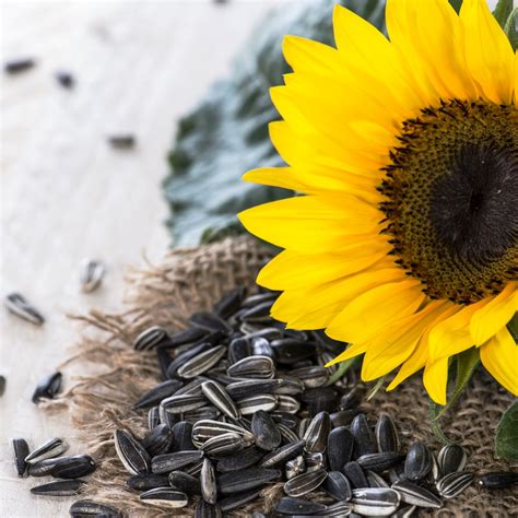 S Onecznik Ogrodowy Helianthus Annuus G Legutko