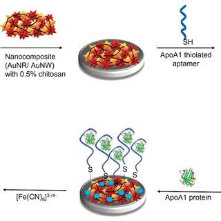 Schematic Representation Of The Fabrication Steps Of The ApoA1