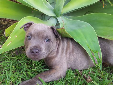 Perfect little english staffordshire terrier puppy. Backyard play. #