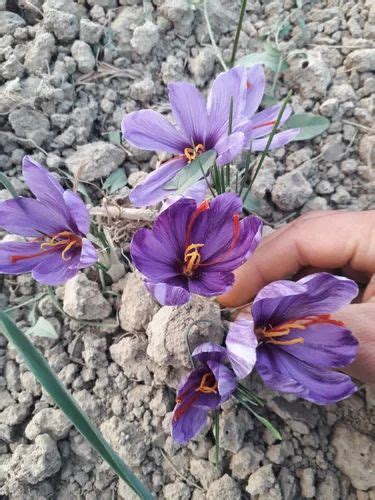 Grade Mongra Pure Kashmiri Saffron At Rs Gram In Thrissur Id