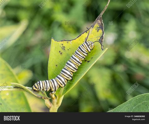 Monarch Butterfly Image And Photo Free Trial Bigstock