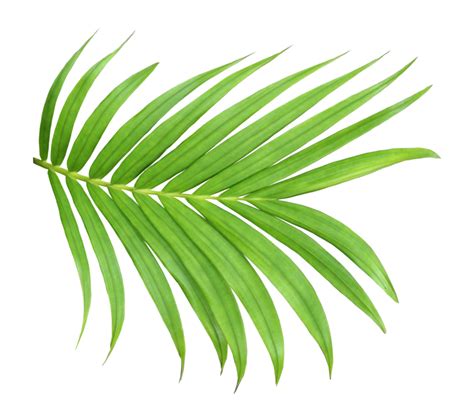 Free Hoja Verde De Palmera Aislada En Archivo Png De Fondo Transparente