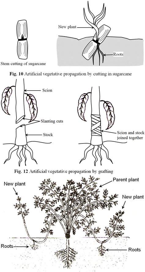 Explain Artificial Methods Of Vegetative Propagation In Plants