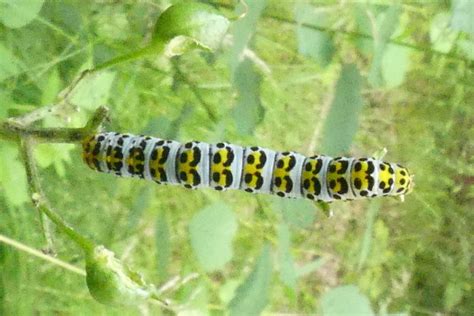 Cucullia Scrophulariae Braunwurz M Nch Cucullia Scrophula Flickr