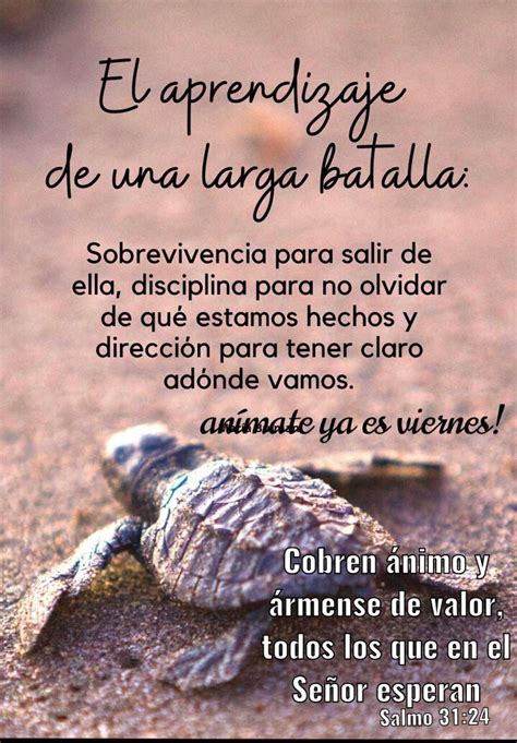 A Small Turtle On The Sand With Spanish Text