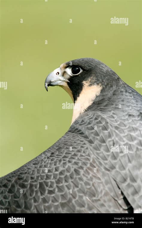 Peregrine Falcon Hi Res Stock Photography And Images Alamy