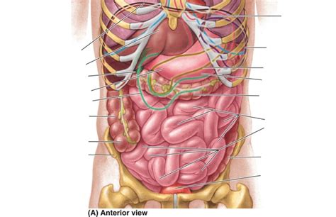 Abdominal Cavity