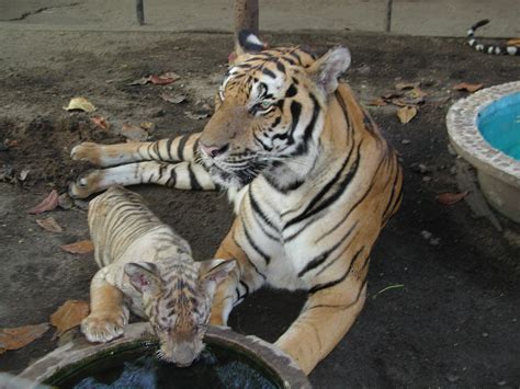 Mom And Baby Tiger Pics4Learning