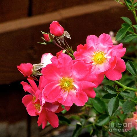 Beautiful Red Wild Rose Photograph By Phyllis Kaltenbach