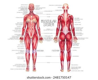 Anatomy Male Female Muscular System Anterior Stock Photo 156616898 ...