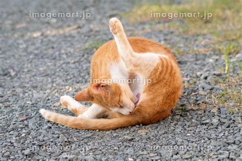 毛づくろいをする猫 茶トラ白の写真素材 194450889 イメージマート