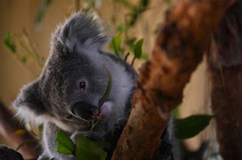 CHRIS MINNS KOALAS PRESSER Koalas At Symbio Wildlife Park Helensburgh