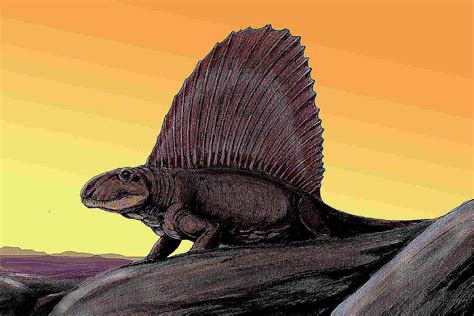 Dimetrodon Pictures