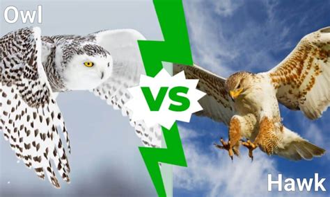 Owl vs Hawk: Which Is Which, And Who Would Win In A Fight? - IMP WORLD