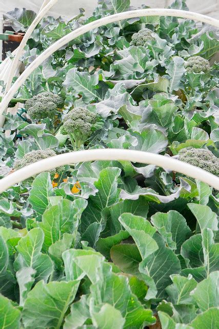 Broccoli Harvest Time! - Brooklyn Farm Girl