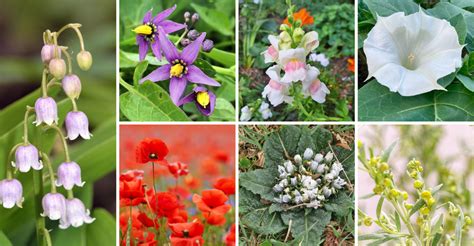 The Forbidden Flowers Of Victorian England And Why Theyre Back In