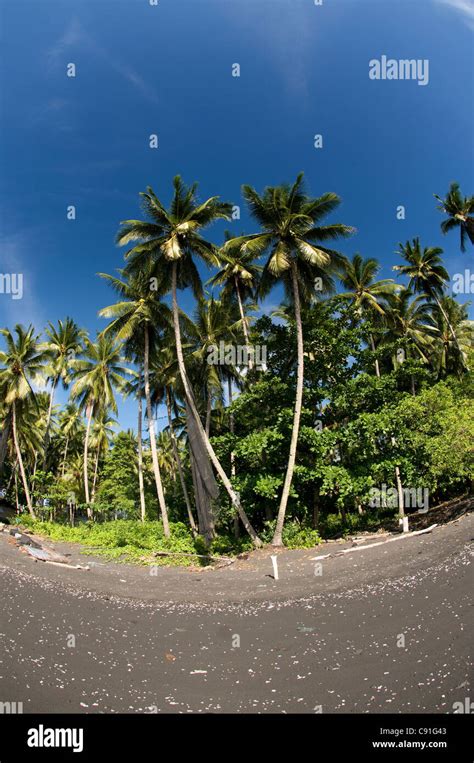 Black Sand Beach With Coconut Trees Mainland Opposite Lembeh Island