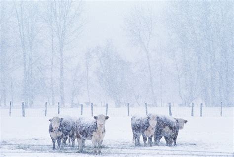 Snowstorm leads to snow day for Manitoba cattle auctions - Manitoba Co-operator