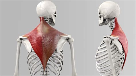 Musculus Trapezius Doccheck