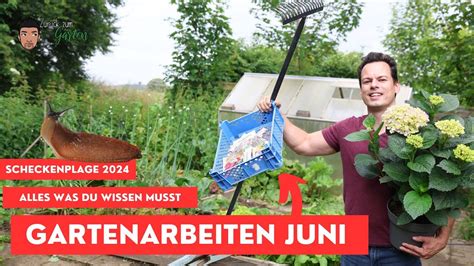 Gartenarbeit Juni Schneckenplage 2024 Gemüsegarten Hochbeet Stauden