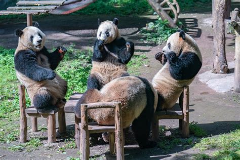 直击｜过节了，重庆四只熊猫凑一桌“围炉吃果”共享大餐快看澎湃新闻 The Paper