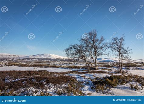 Birch Trees and Snow in Front of Mountains in the Dovre Mountains in Norway Stock Photo - Image ...