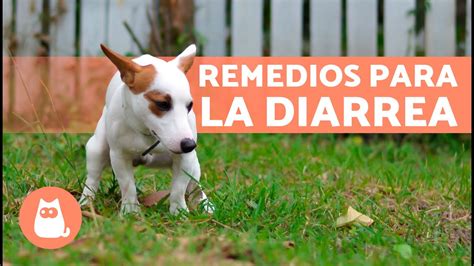 Cómo Tratar La Diarrea En Perros Recomendaciones Y Medicamentos