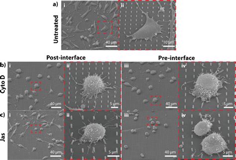 Effects Of Actin Inhibitors On Cell Morphology On Psnts Sem Images Of