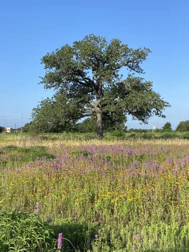 Best Hikes and Trails in Bastrop State Park | AllTrails