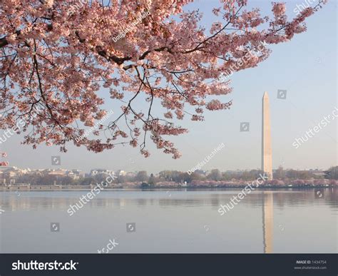 Washington Monument Cherry Blossoms Forground Stock Photo 1434754 ...