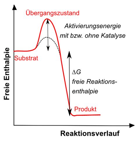 Eigenschaften Der Enzyme Stoffwechsel Online Kurse