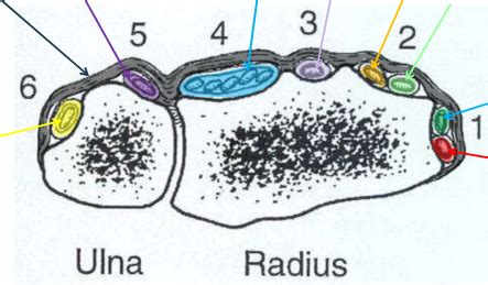 Cross Section Of Wrist Extensors Anatomy Twu Exam 2 UE Diagram