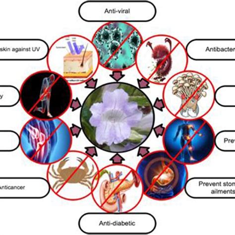 Diagrammatic Presentation Of Selected Pharmacological Properties Of