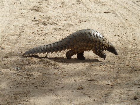 Wildlife Research In South Africa