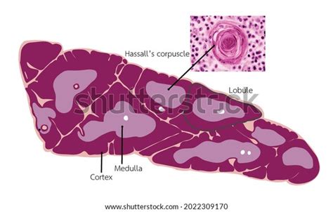 Thymus Gland Histology Labeled