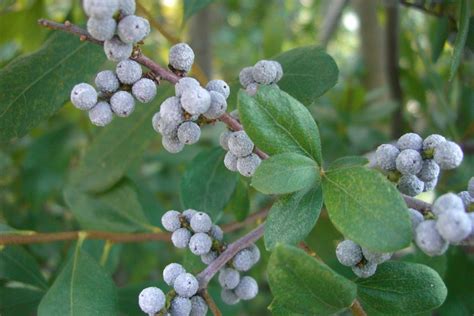 Bayberry Shrub Attracts Bluebirds For The Berries Wildlife Gardening Michigan Gardening