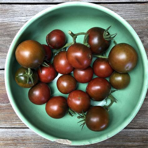 Tomato - Purple Prince - Common Sense Seeds