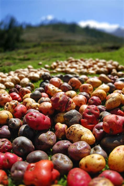 Cosecha De Papas Nativas En La Comunidad De Vicos Ancash Peru