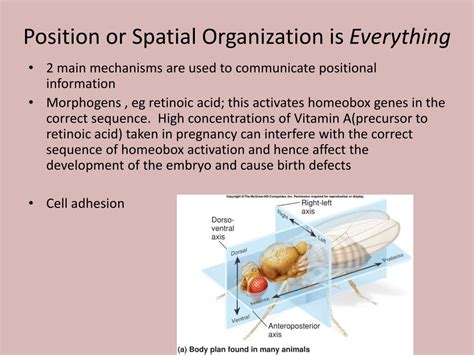 Ppt Homeobox Genes Powerpoint Presentation Free Download Id 2129427